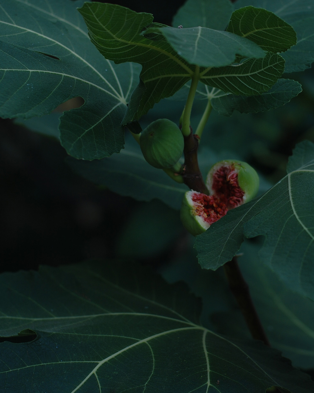 web_0002_kris-sevinc-fLUMzbKJVO0-unsplash